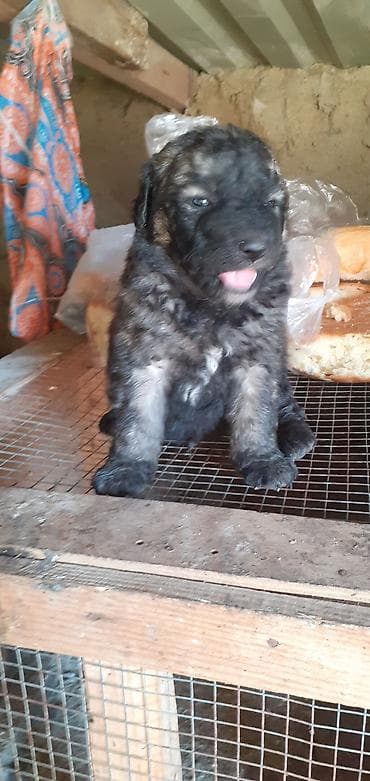 cane corso qiyməti: Alman çoban iti, 1 ay — 9