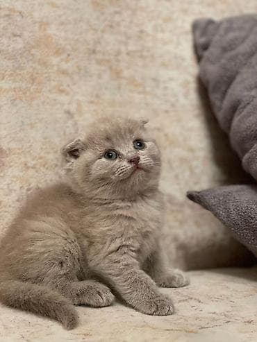 Akvariumlar: Britan — 4