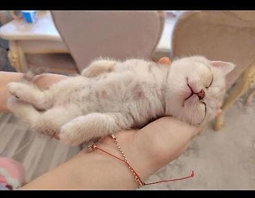 baliq yemi: Britan — 5