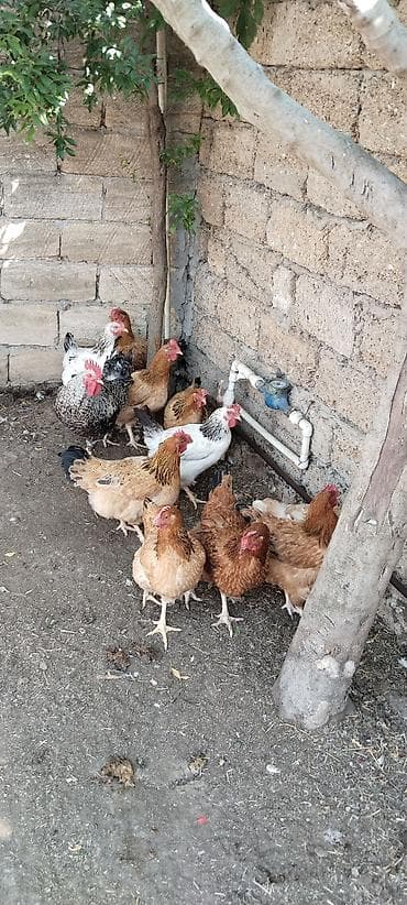 yerli xoruzlar: Yumurta və ətlik üçün yerli toyuq-quş dəstəsi - Növlər: qarışıq yerli — 2