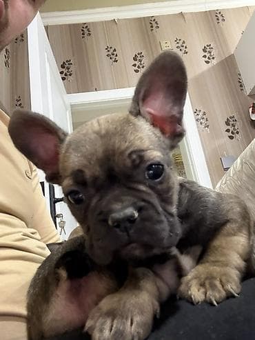 qax heyvan: Fransız buldoq balaları - Cins: Fransız buldoq - Rəng: tünd — 2