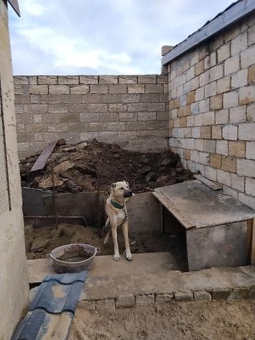 it üçün sinelik: Evvela salam.it cox zloy ve cevik itdi.ferma ve heyetyani sahelere tam — 3