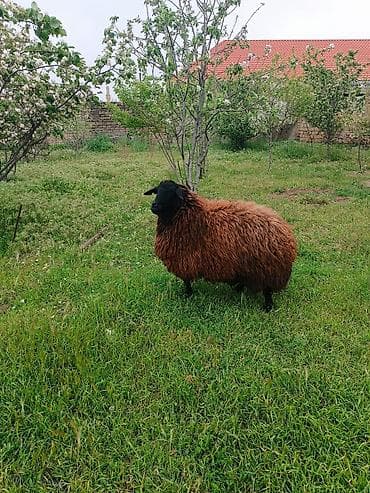 Dişi, il: 3, Damazlıq