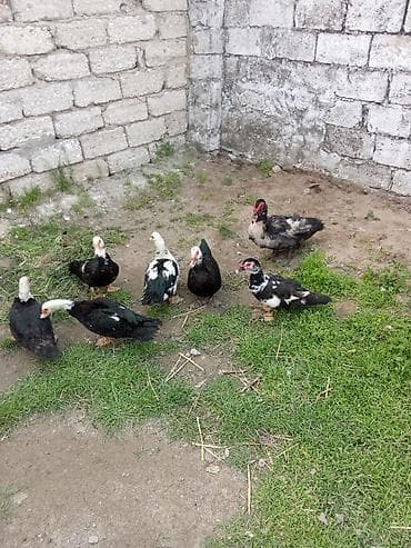 pekin ordək: 6fere 15 manat endirib qoylub hazırda yumurtalyilar erkey 35 Macar — 1