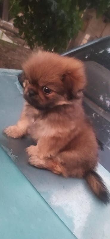 gəlincik heyvan: Pekines — 1
