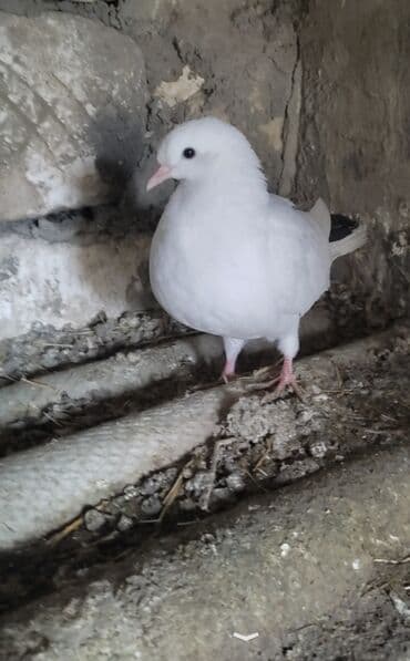 Daraq panellər: 3 də erkeydi ünvan Qazax Təsvir: - Rəng: tam ağ lələklər, qara gözlü — 2