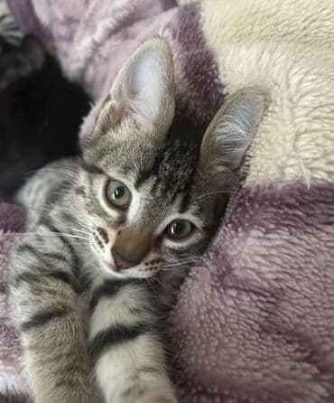 pişik adları azeri: Tabbi, Erkək, Yaxşı əllərə, Pulsuz çatdırılma — 3