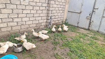 pekin: Pekin ordekleri 12 ededdi — 1