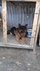 Alman çoban iti, 2 ay, Erkek, Peyvəndli