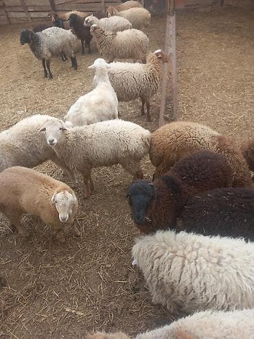 ıtlerın satısı: Digər heyvanlar — 3