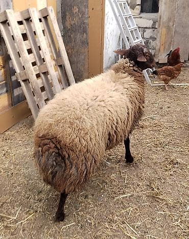 Qoc qala sortu. 11 aylıq saqlam erker. 77 kilo diri cəkisi var