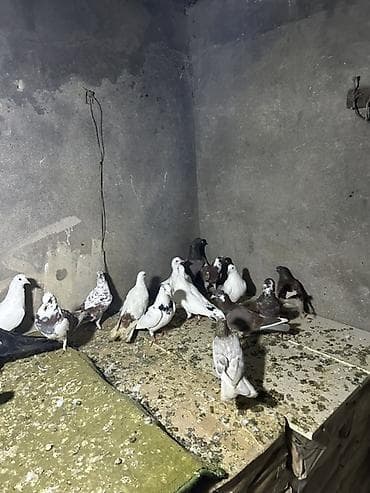 Pişiklər: Tergzmeler — 2