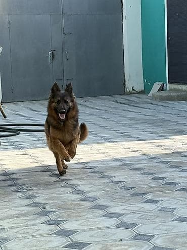 meydan itleri: Alman çoban iti, 1 il, Dişi — 2