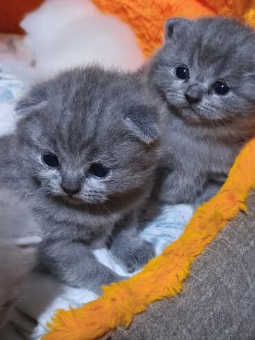 американский вислоухий кот: Шотладская вислоухая, Самец, Самка — 2