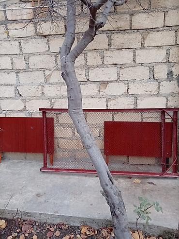 Сетки: Məhsul: Metal tor şəbəkəli qoruyucu panel Təsvir: - Material: möhkəm — 1