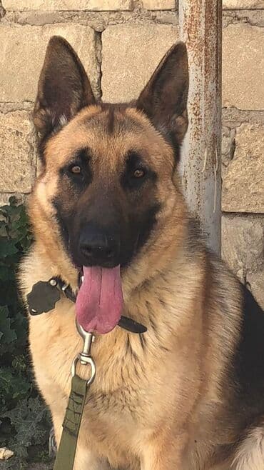 Gəmiricilər: Alman çoban iti, 3 il, Erkek, Ünvandan götürmə — 9