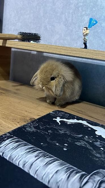 tovuz quwu: Mini lop (qulaqları sallanan) dekorativ dovşan balası - Cins: Mini — 1