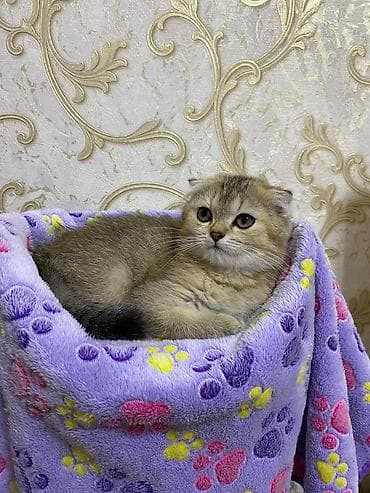 pişik geyimi: Şotland — 6