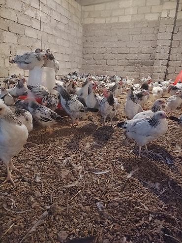 Toyuq cücələri, Ətlik