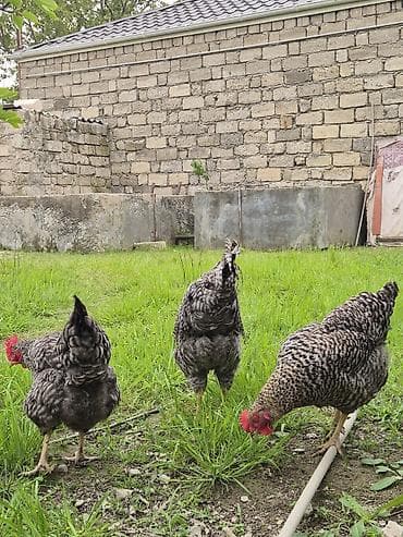 simmental cinsi: Курица, Для разведения — 4