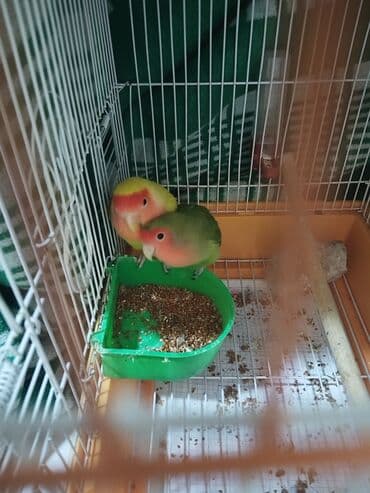 quş yuvasi: Hazir cütdü qefesi, yuvasiyem qabis, su qabi hamisi bir yerde — 5