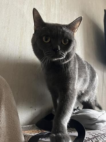 Şotland, Erkək, Cütləşmə üçün, Ünvandan götürmə, Pulsuz çatdırılma