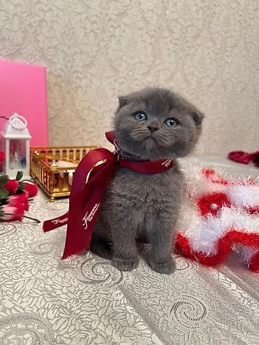 Şotland, Yaxşı əllərə