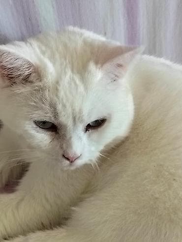 ağ pişikler: Yaxşı əllərə — 4