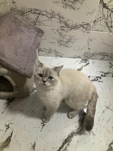 Животные: Британская, Самец, Для вязки, Самовывоз, Платная доставка — 4