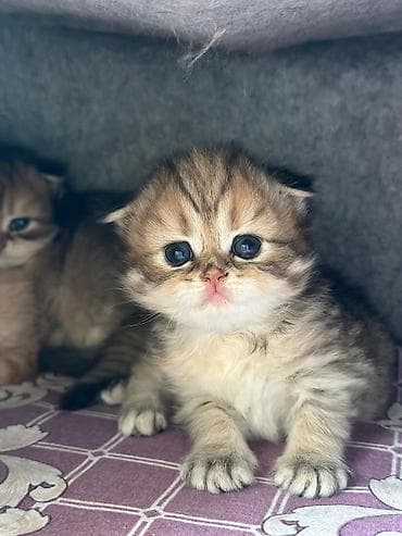 van pişik: Britan şinşilla tipli balaca pişik balaları - Cins: Britan şinşilla — 3