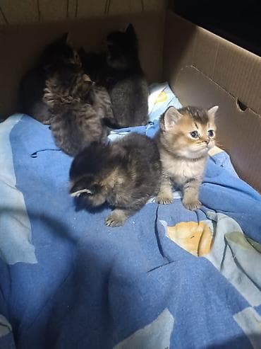 siyam pisiyi: Yaxşı əllərə — 5