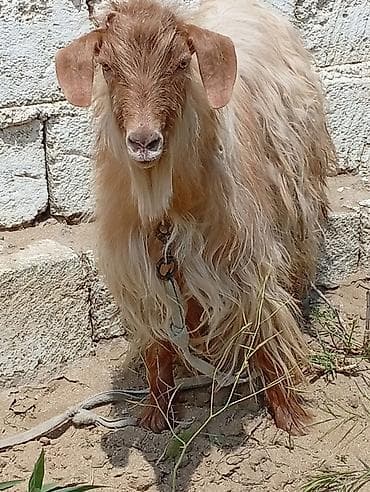 iri buynuzlu heyvan: Uzun tüklü erkək keçi - Cins tipi: yerli uzun tüklü (angora tipli — 2