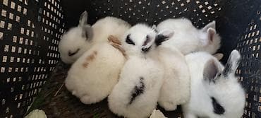 fil sekilleri: Salam. dovsan balalari tek ve top satilir — 3