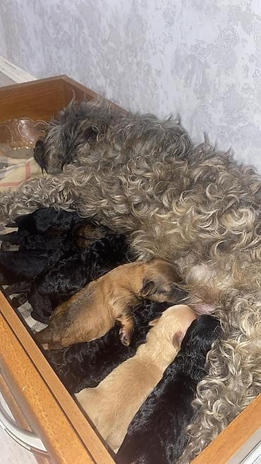 tuklu itler qiymeti: Yavrulu it – balalar - Ana it qıvrım tüklü, orta ölçülü, ev — 2