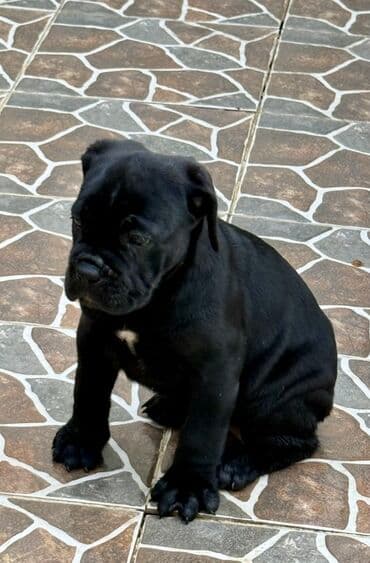 Собаки: Кане-корсо — 27