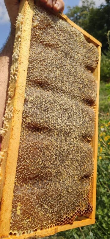 продается мед: ELF BEE'S 1977 ECO-PRODUCT FOR HEALTH AND LONGEVITY Tovuzun — 14