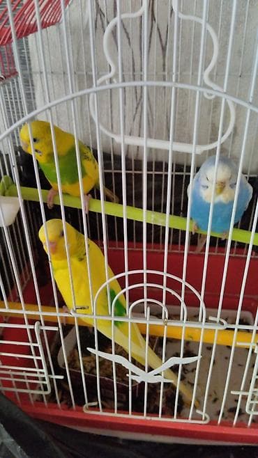 Попугаи: 2 disi bir erkek. Qefesle birge qiymeti 40 manat. Videolarida var — 1