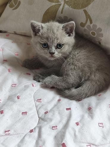 heyvan geyimleri: Şotland, Dişi — 5