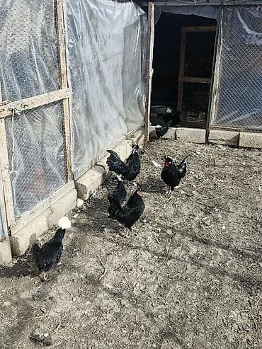 Бараны, овцы: Курица, Для разведения, Доставка в районы — 9