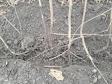 Саженцы деревьев: 🌰 Fındıq tinglərinin satışı 🌱 Satışda sağlam və keyfiyyətli fındıq — 2