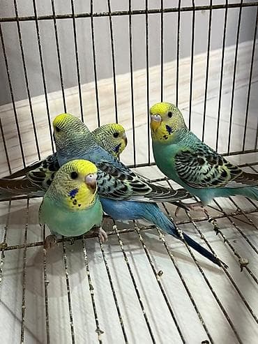 Opalin Rəng volnist balalar. 1 erkəy 3 dişi sağlam aktiv balalardı əsl