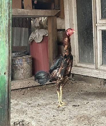 Собаки: Aseel tipli döyüş xoruzu - Cins: Aseel (uzun boyunlu, güclü skelet — 2