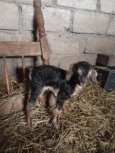 simental inek satilir: Salam keçilər kom satılır.Cəmi 8 başdır. 1 ədəd hələbdən dönmə 1 — 8