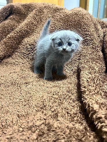 pişik itib: Erkək, Dişi, Yaxşı əllərə, Ünvandan götürmə, Pulsuz çatdırılma, Ödənişli çatdırılma — 5