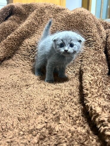 balaca pişik şəkilləri: Erkək, Dişi, Yaxşı əllərə, Ünvandan götürmə, Pulsuz çatdırılma, Ödənişli çatdırılma — 8