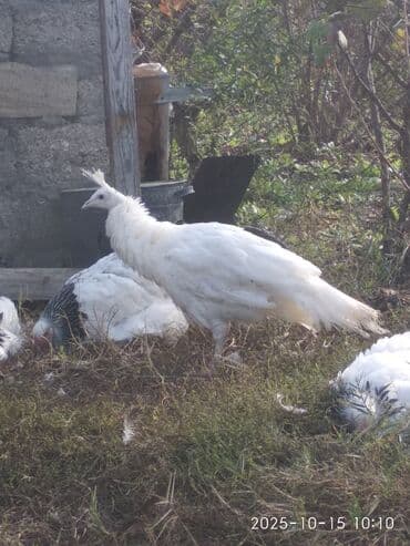 cins ineklerin qiymeti: Salam aleykum. Satışda bir cüt ağ, bir dənə qaraqanad dərəsi var — 5