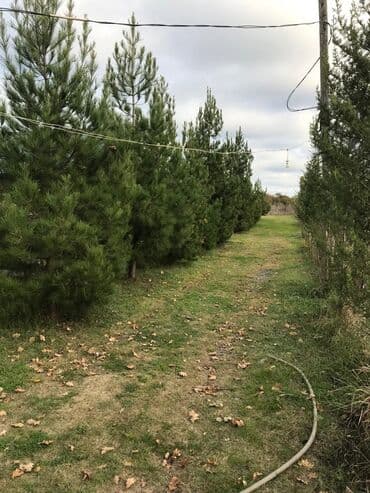 Qəbələdə əsas yola yaxın ərazidə restoran satılır. 27 sot torpaq lalafo.az -da Qəbələdə əsas yola yaxın ərazidə restoran satılır. 27 sot torpaq