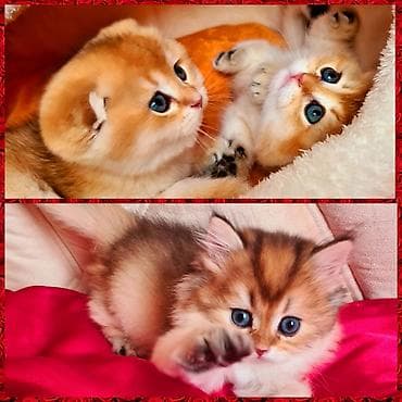 Şinşilla, Erkək, Dişi, Ödənişli çatdırılma