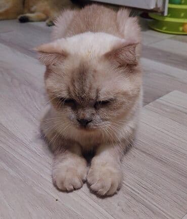 pişik blender: Şotland yastı qulaq, Dişi, Yaxşı əllərə, Ünvandan götürmə — 2