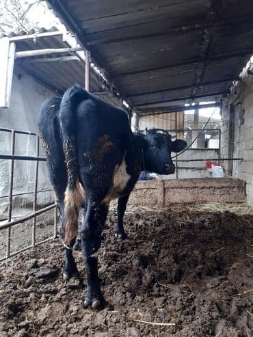 inek satisi: Qara-alaca inək - Cins: qara-alaca tipli - Rəng: qara, sinə və qarın — 2